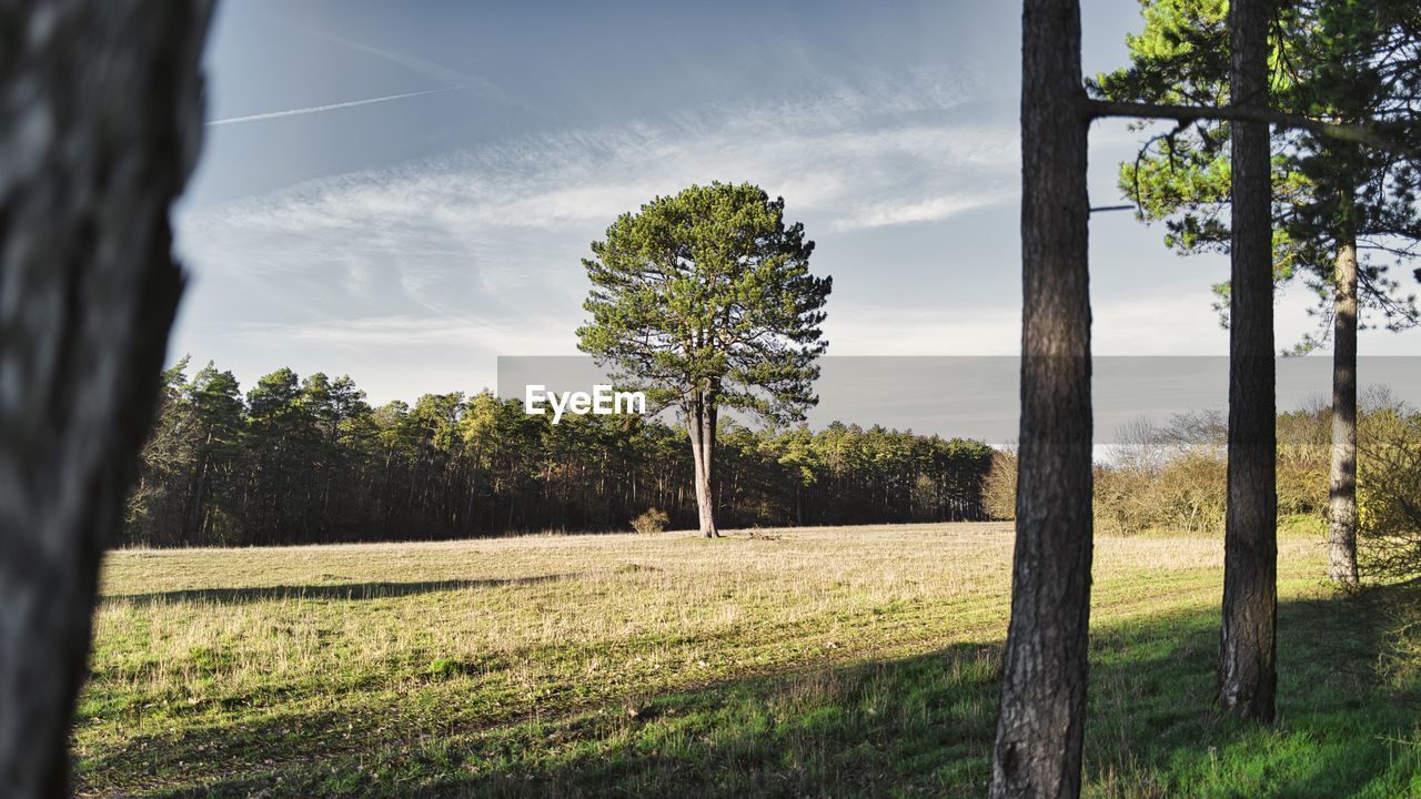 Trees on field against sky