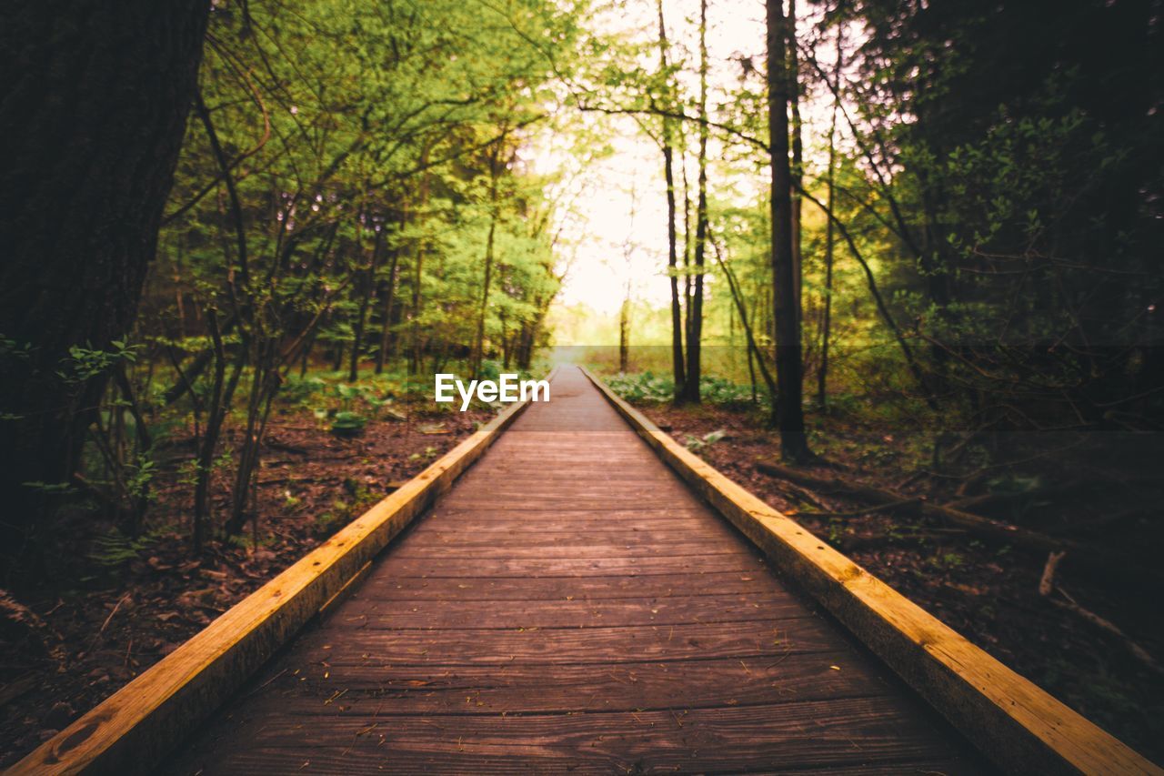 View of trees in forest