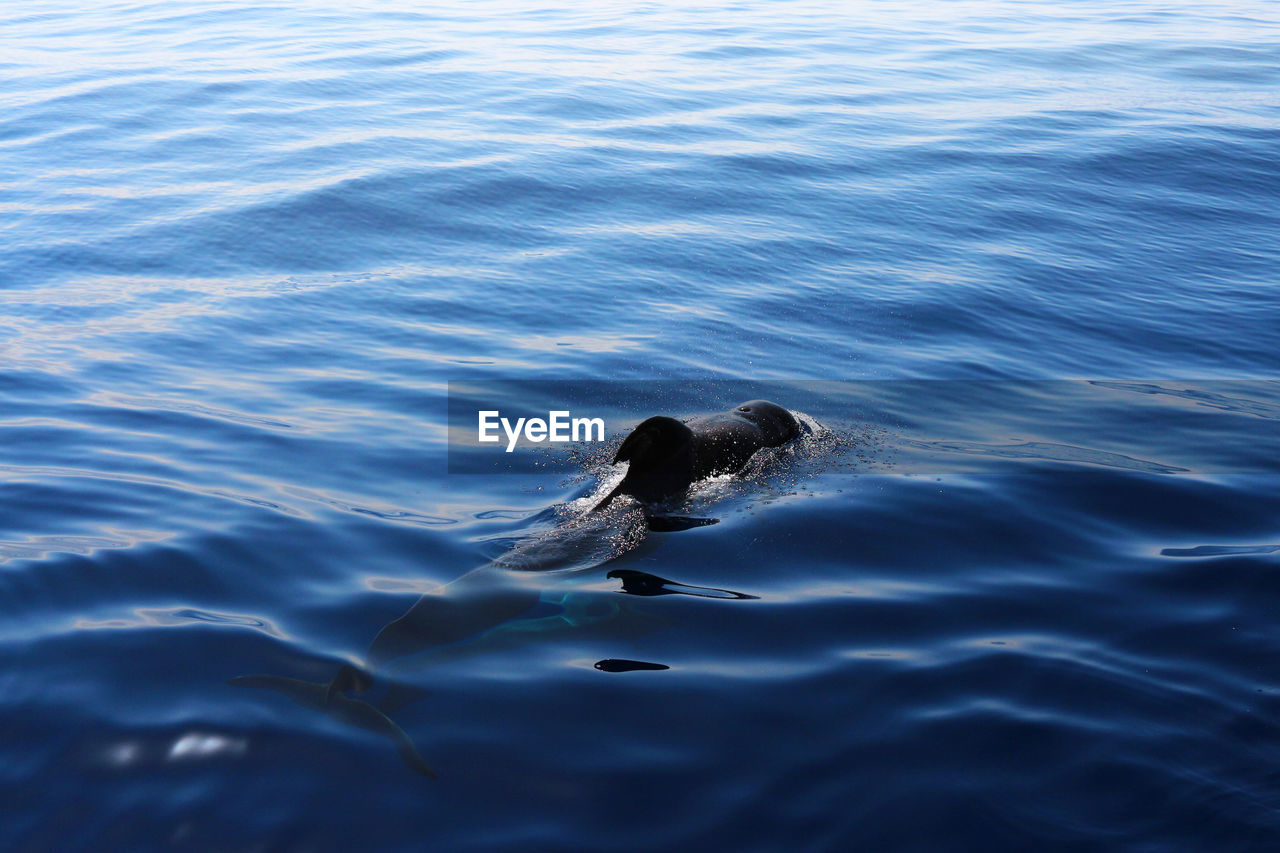 Wild pilot whales in tenerife, canary islands