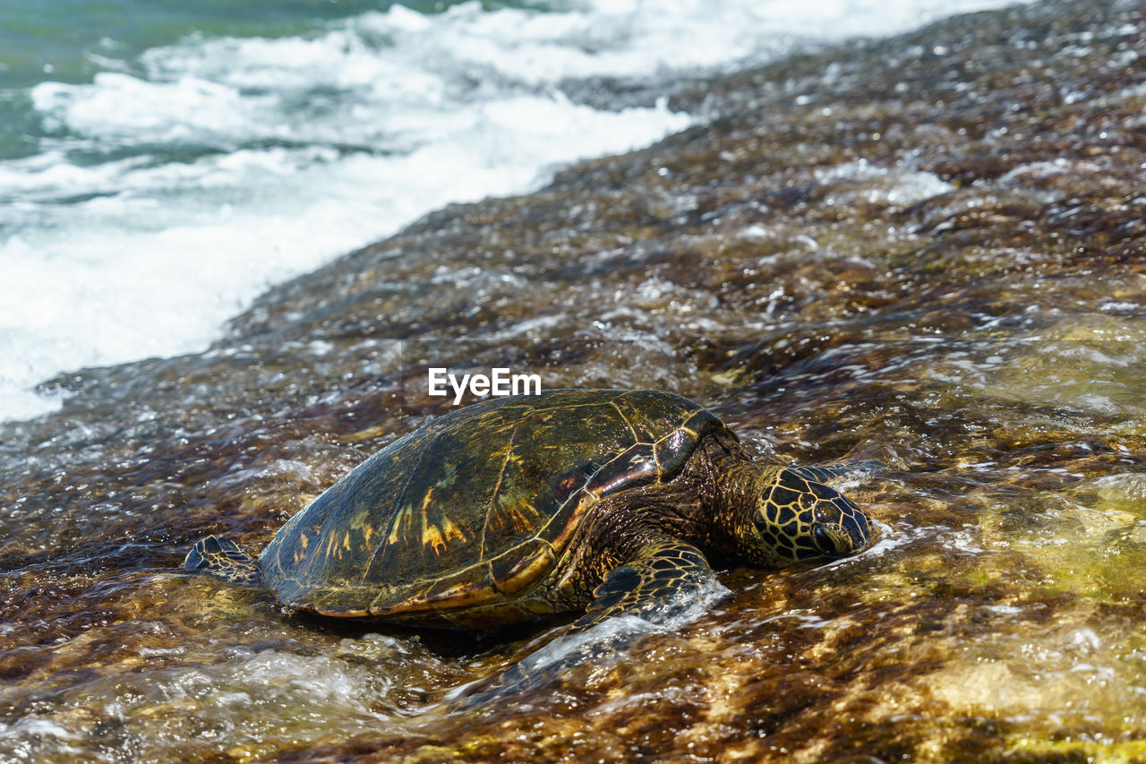 CLOSE-UP OF CRAB ON ROCK