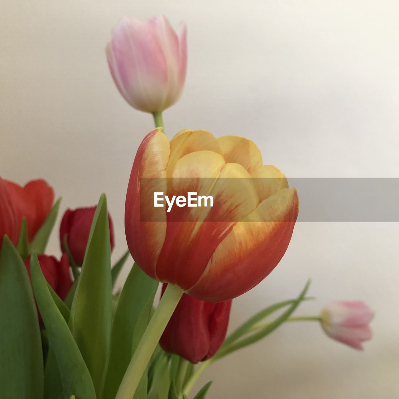 flower, plant, flowering plant, freshness, beauty in nature, petal, fragility, close-up, tulip, flower head, nature, inflorescence, growth, no people, pink, plant part, leaf, yellow, plant stem, focus on foreground, bud, springtime, red, outdoors, blossom, botany