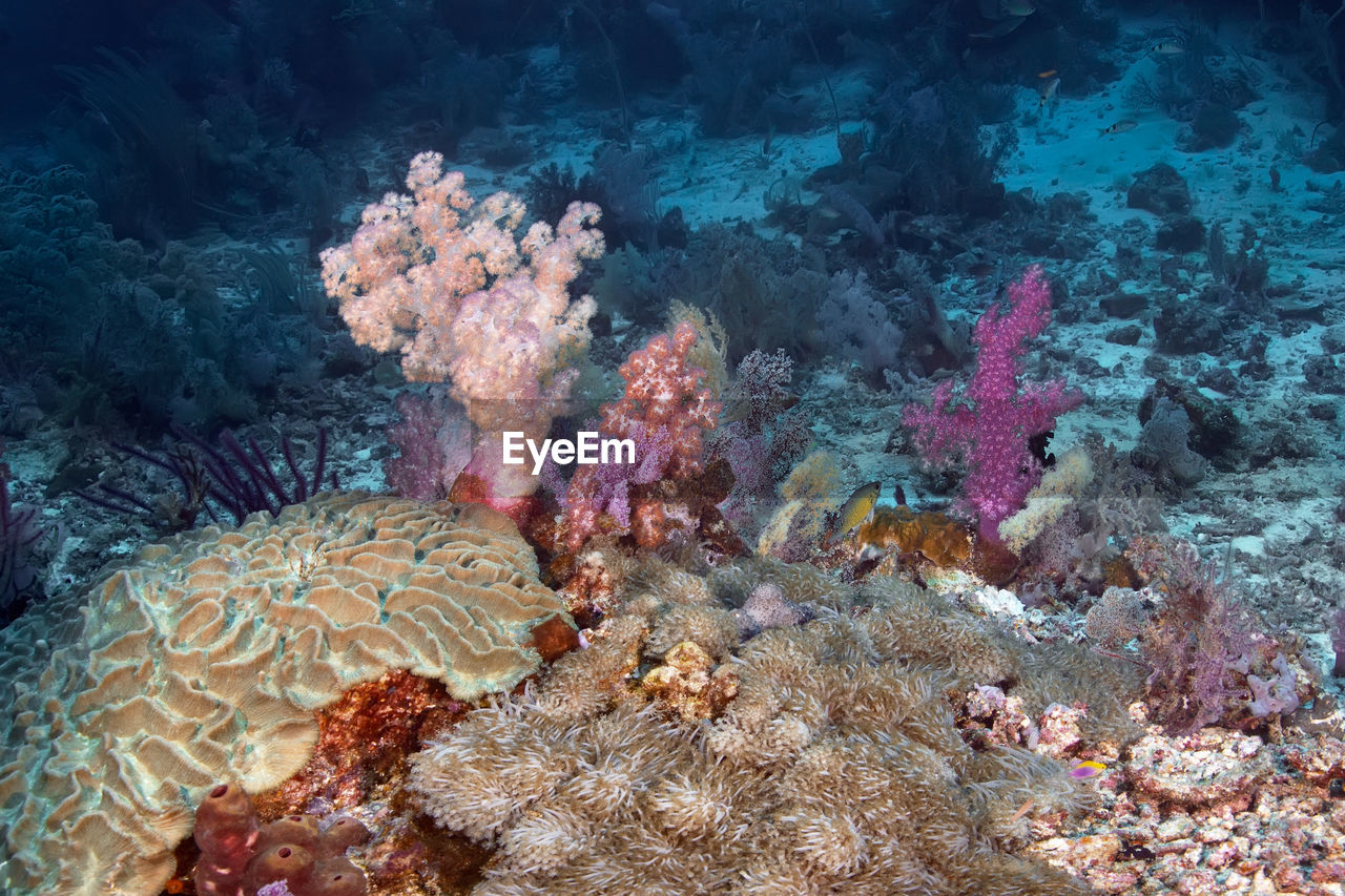 VIEW OF FISH UNDERWATER