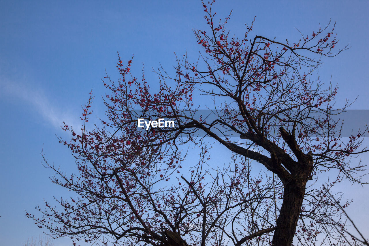 LOW ANGLE VIEW OF SILHOUETTE TREE AGAINST SKY