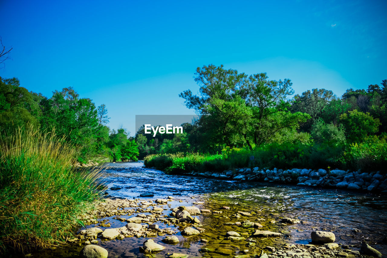 RIVER AMIDST TREES IN FOREST AGAINST CLEAR SKY