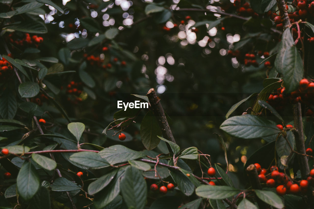 Close-up of berries growing on tree