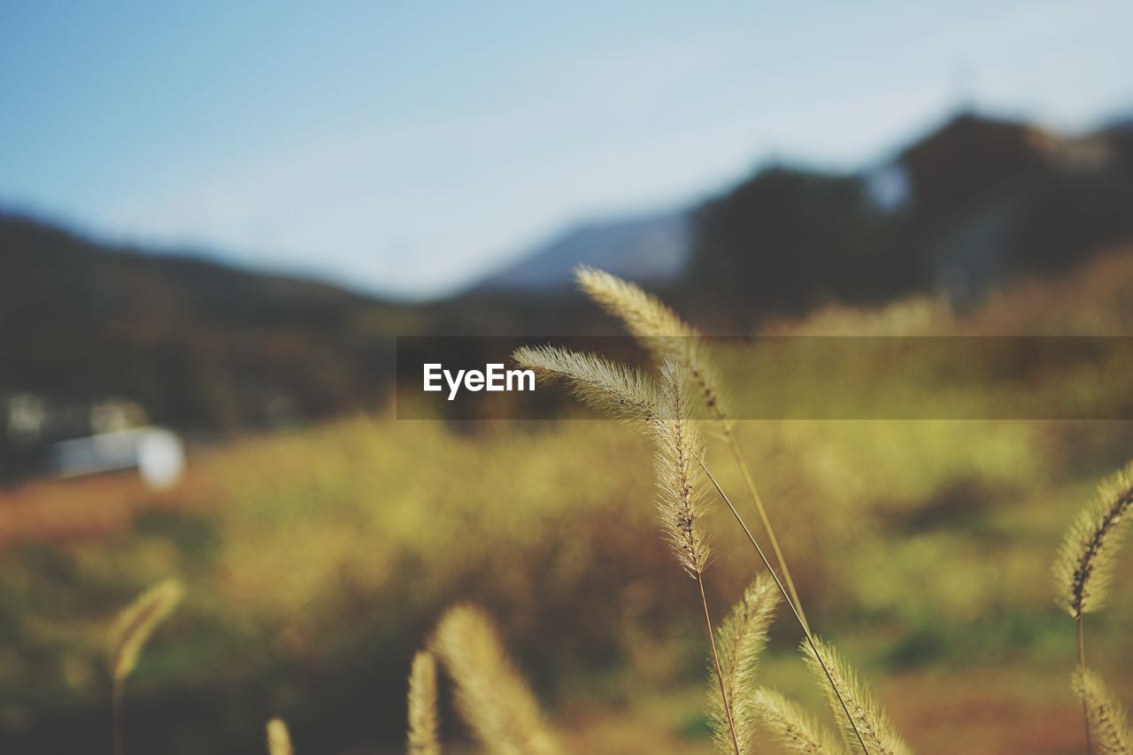 Close-up of plant growing on field against sky