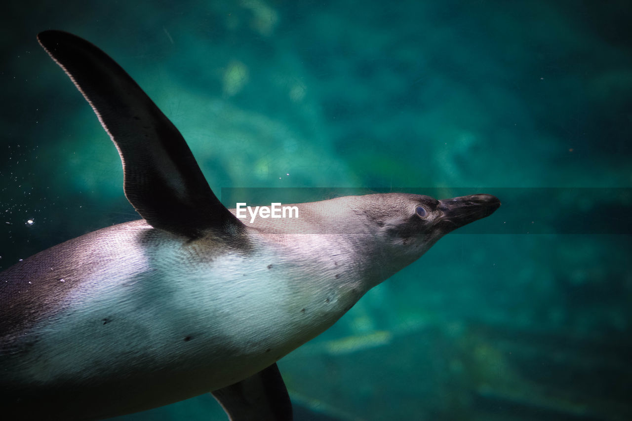 Low angle view of penguin swimming in aquarium