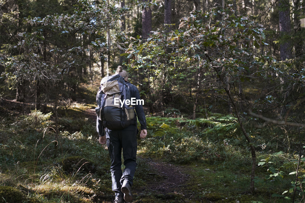 Rear view of hiker in forest