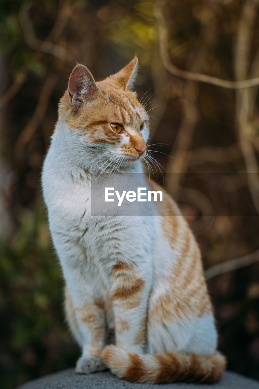 CLOSE-UP OF CAT LOOKING AWAY OUTDOORS