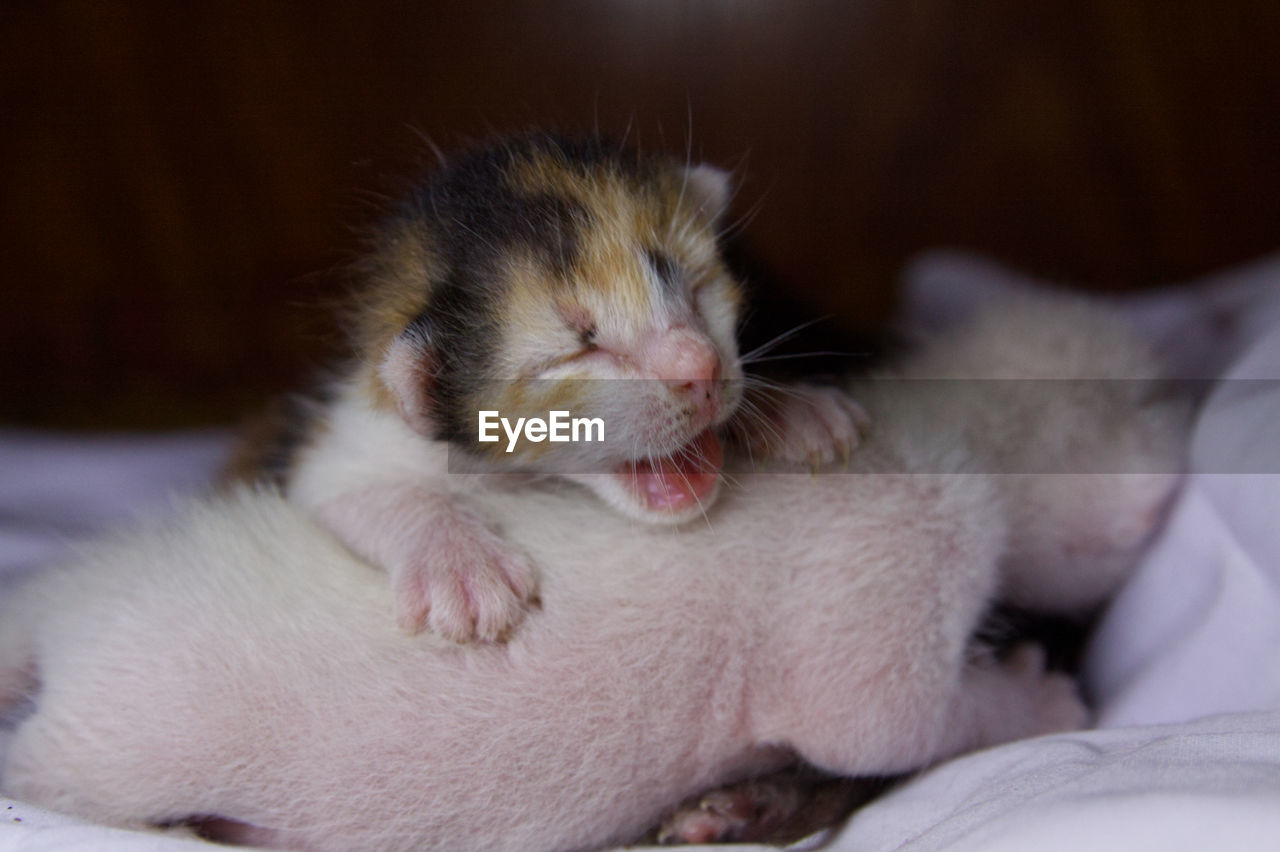 CLOSE-UP OF A SLEEPING CAT