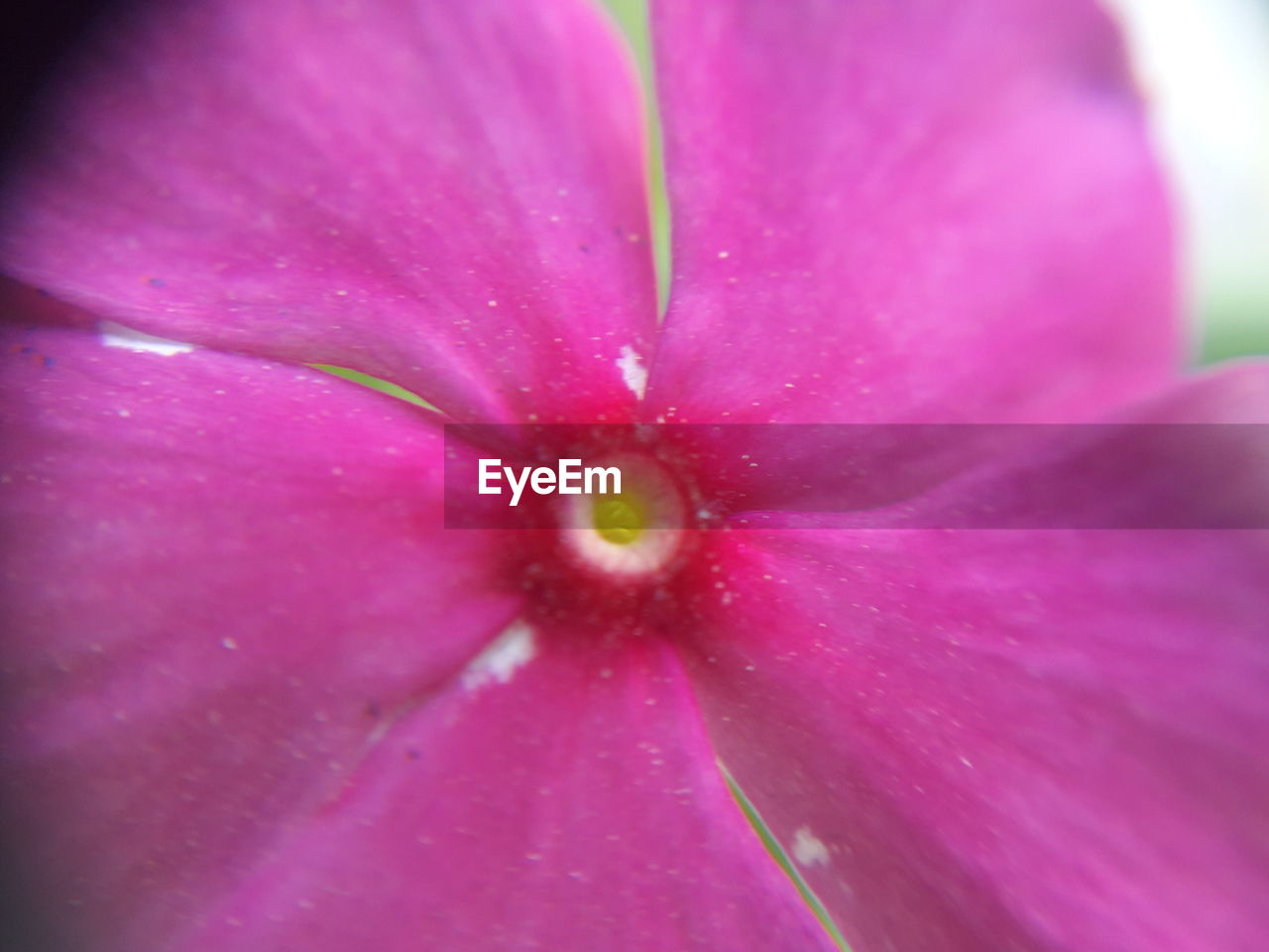 EXTREME CLOSE-UP OF WET FLOWER