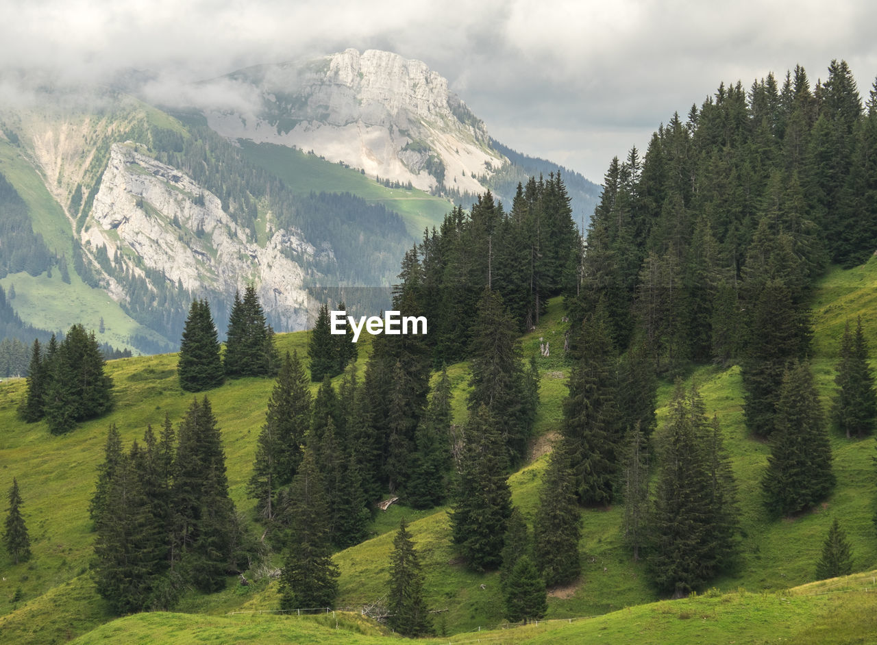 Idyllic landscape with pine trees on grassy mountain