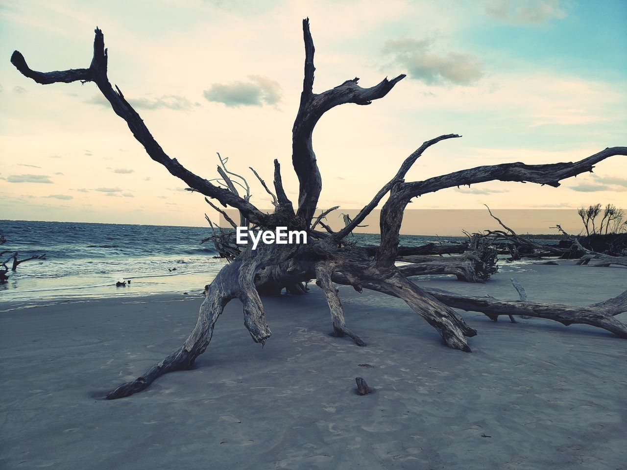 BARE TREE ON BEACH AGAINST SEA