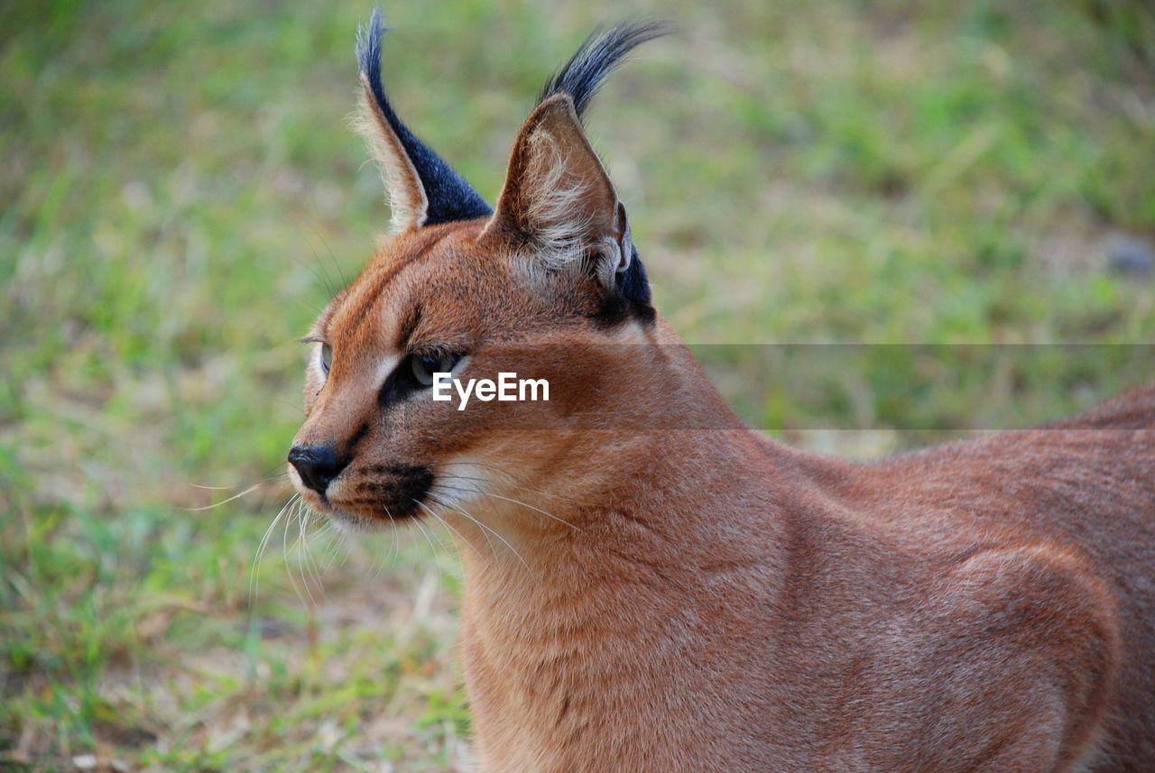 Caracal standing on field