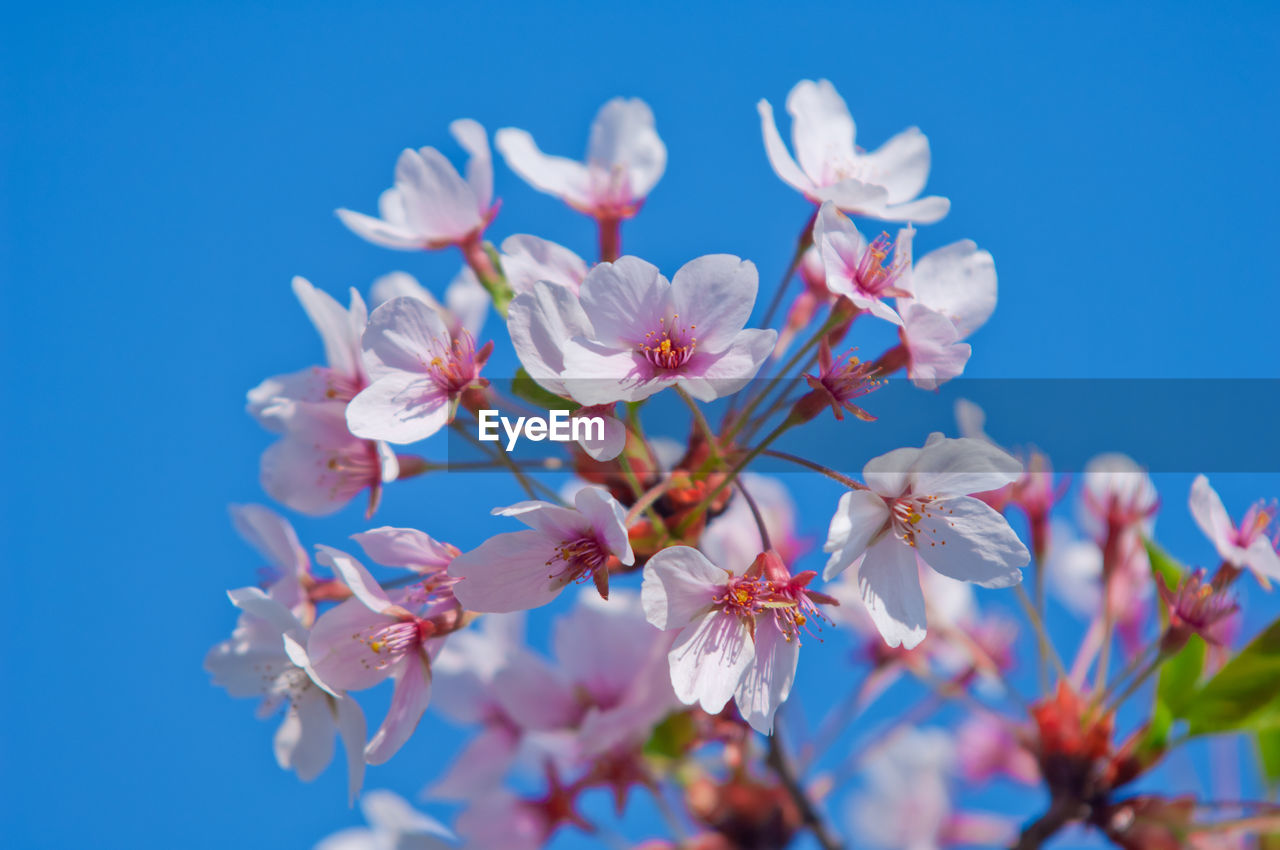 LOW ANGLE VIEW OF FLOWERS AGAINST BLUE SKY