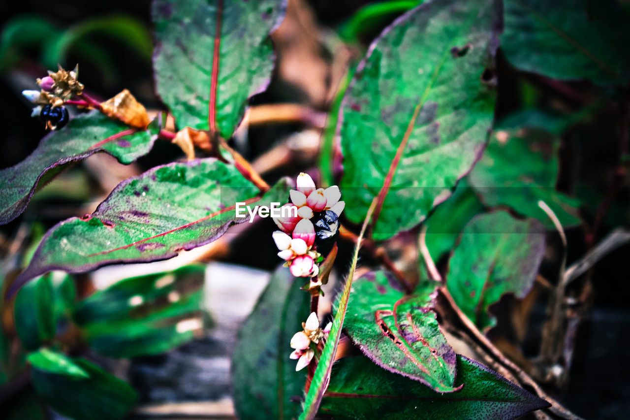 CLOSE-UP OF FRESH GREEN PLANT WITH RED LEAF
