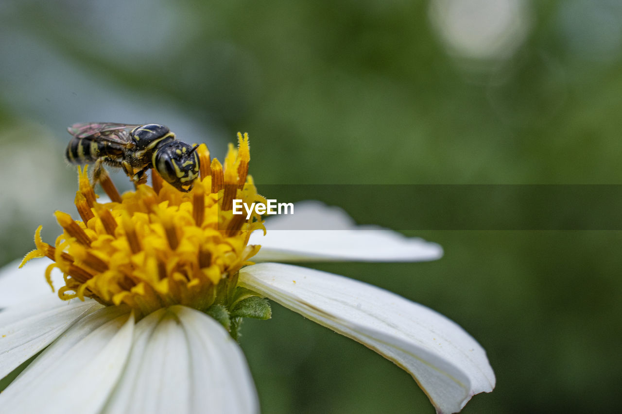 CLOSE-UP OF INSECT POLLINATING ON FLOWER