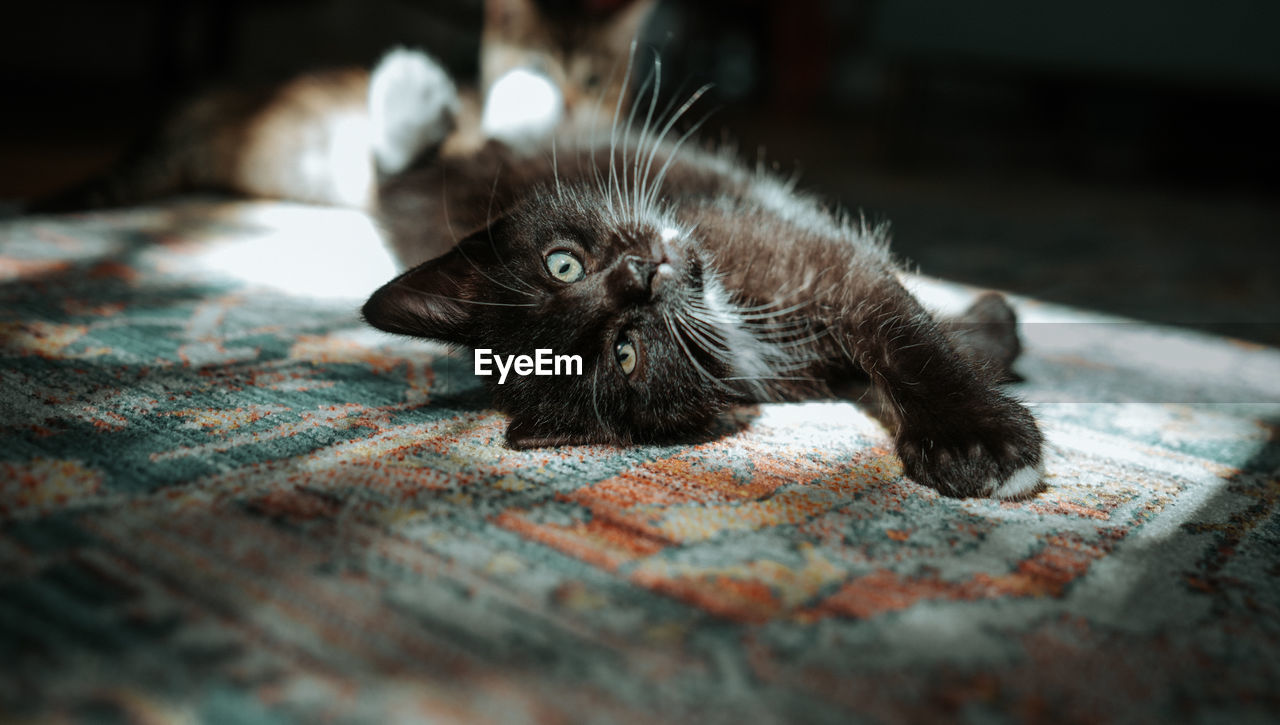 Close-up portrait of lying on carpet at home