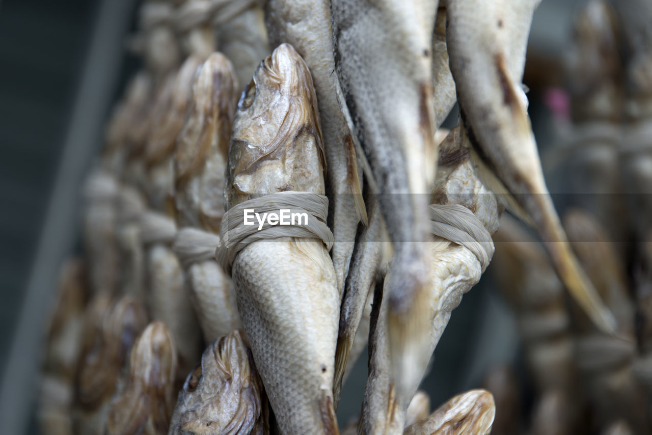 Close-up of tied fish drying outdoors