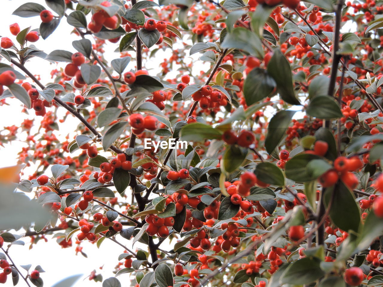 Low angle view of cherry tree