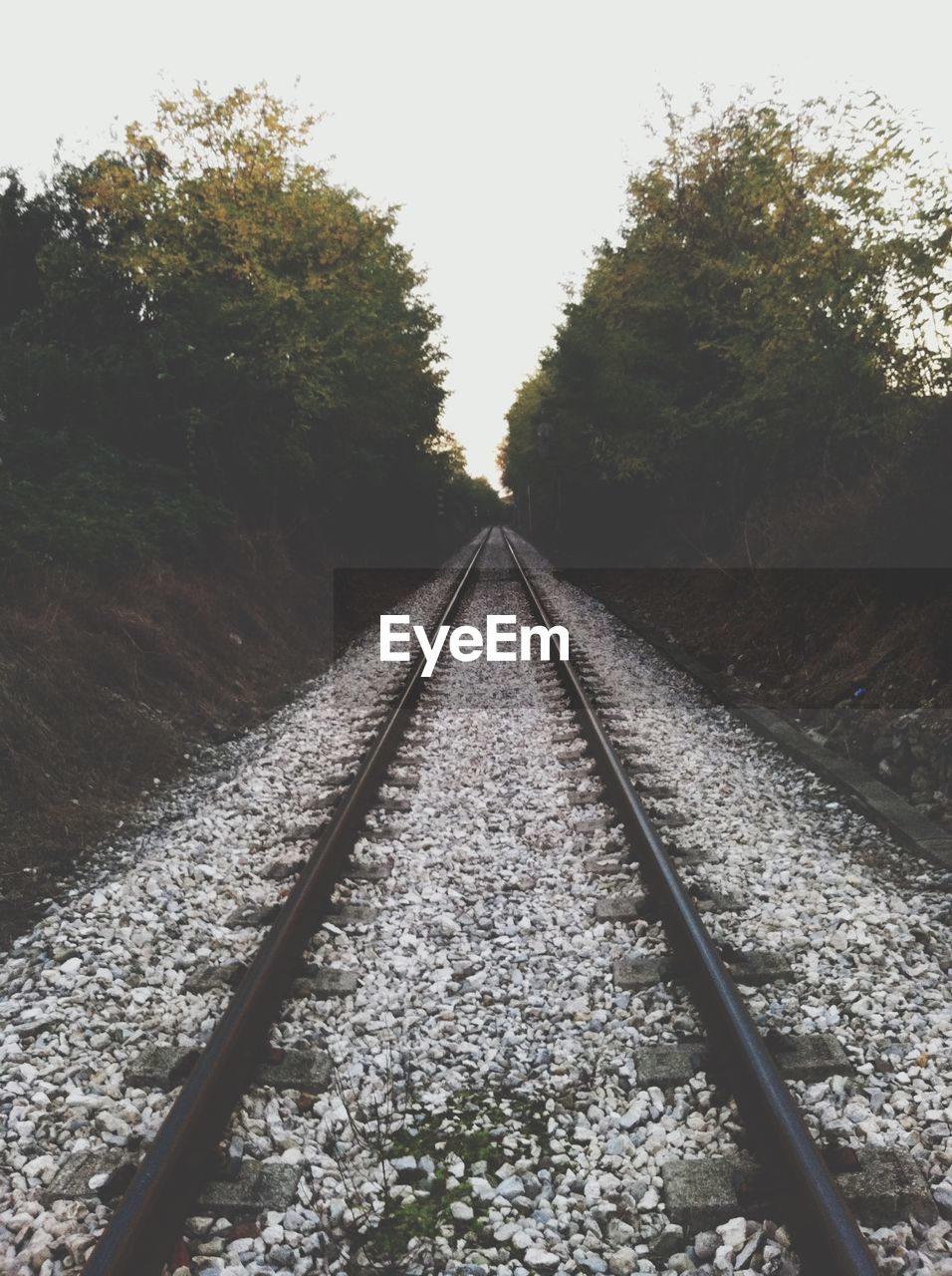 Railroad track amidst trees against sky