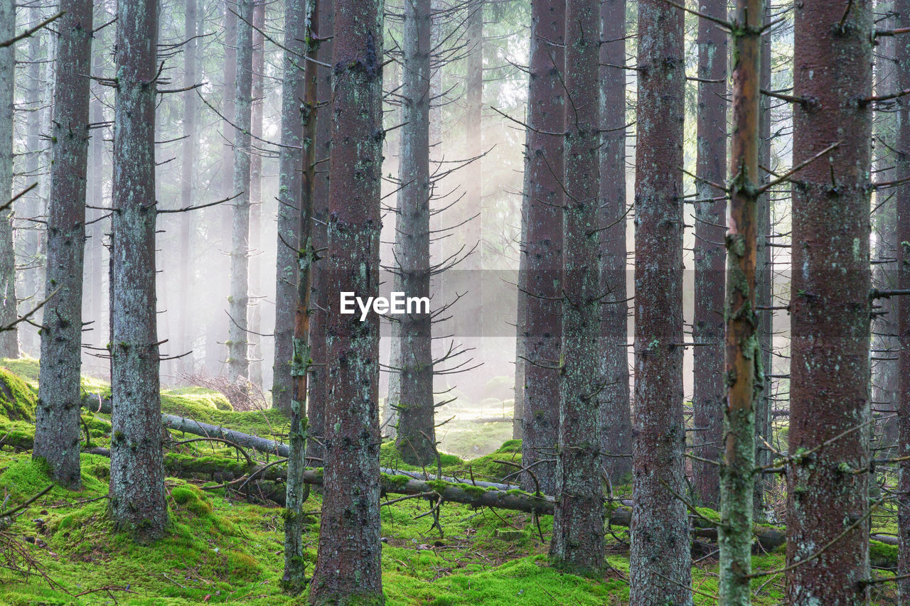 Mist in the coniferous forest