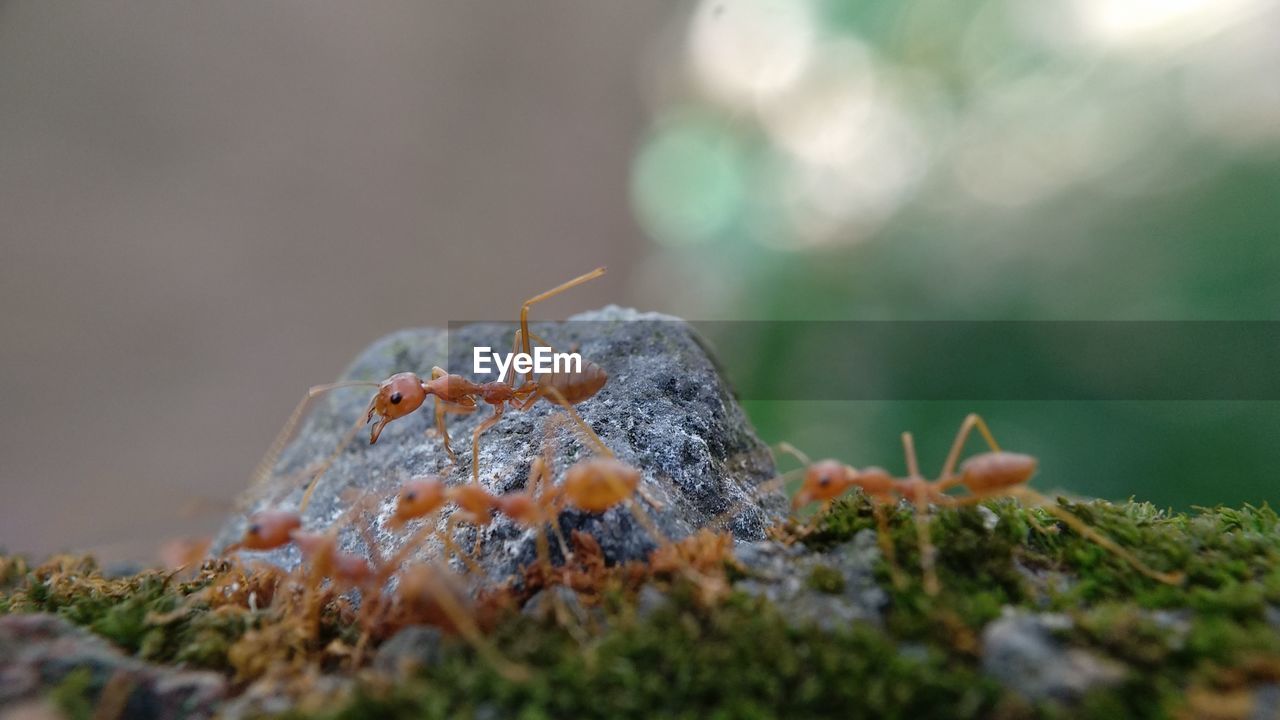 Close-up of insect on rock