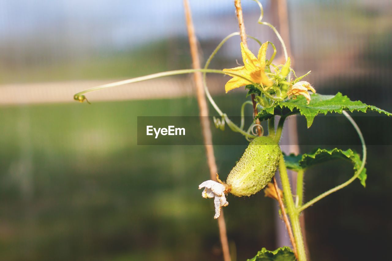 CLOSE-UP OF INSECT ON PLANT AT FLOWER