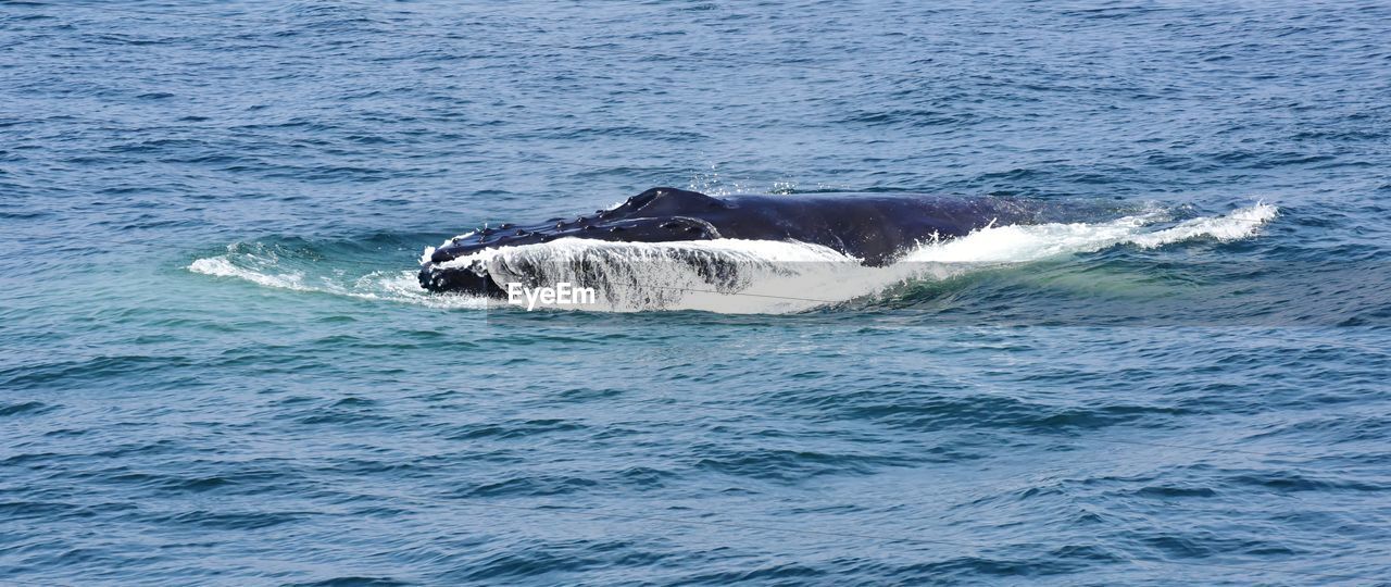 Humpback whale surfacing and feeding in the atlantic ocean