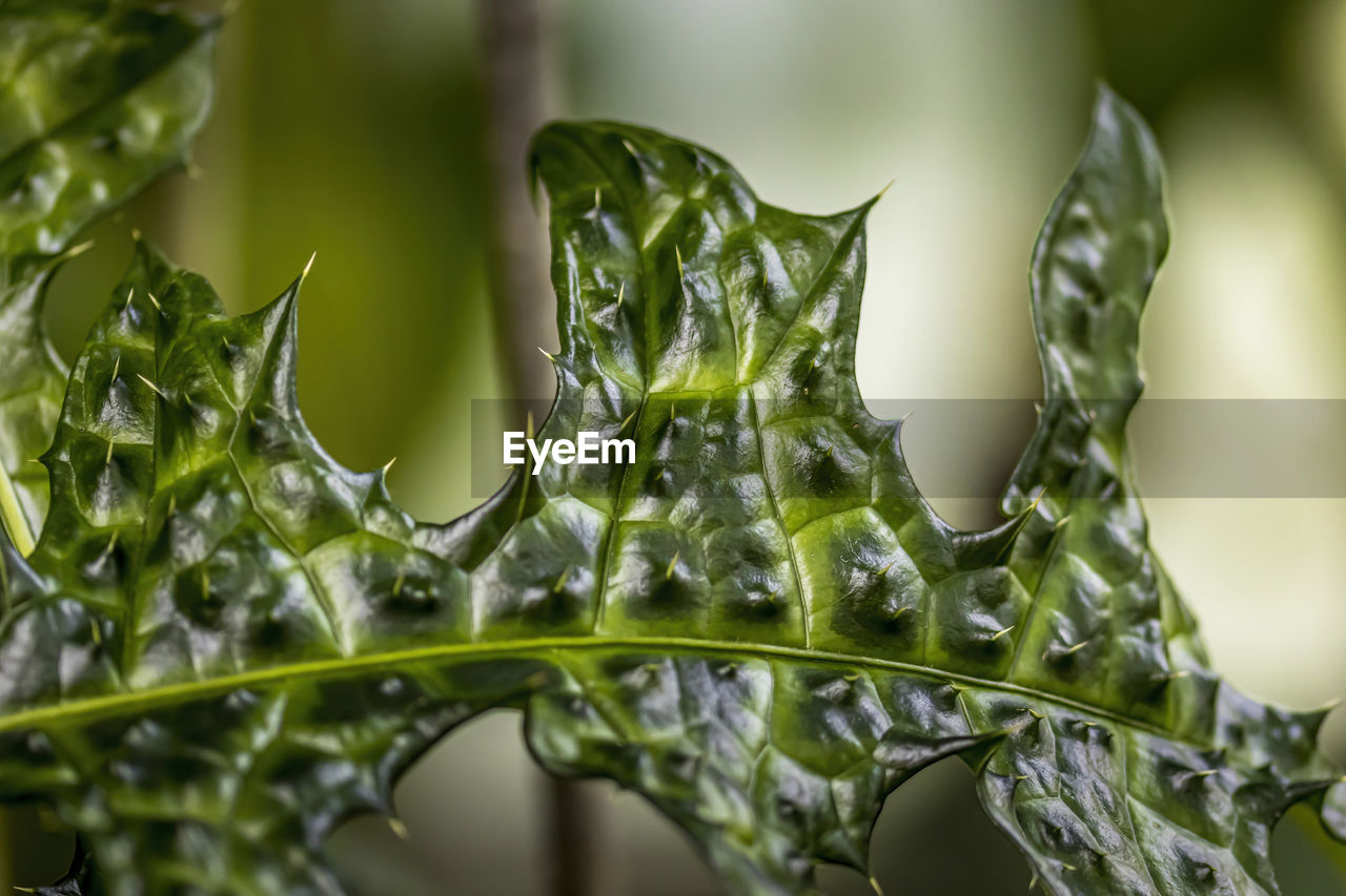 CLOSE-UP OF WATER DROPS ON LEAVES