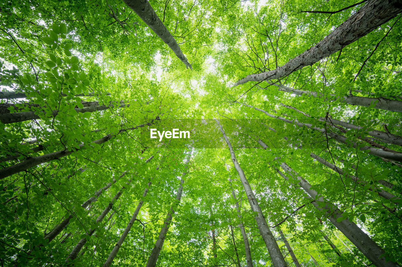 Low angle view at tree canopies and lush green foliage in a forest.