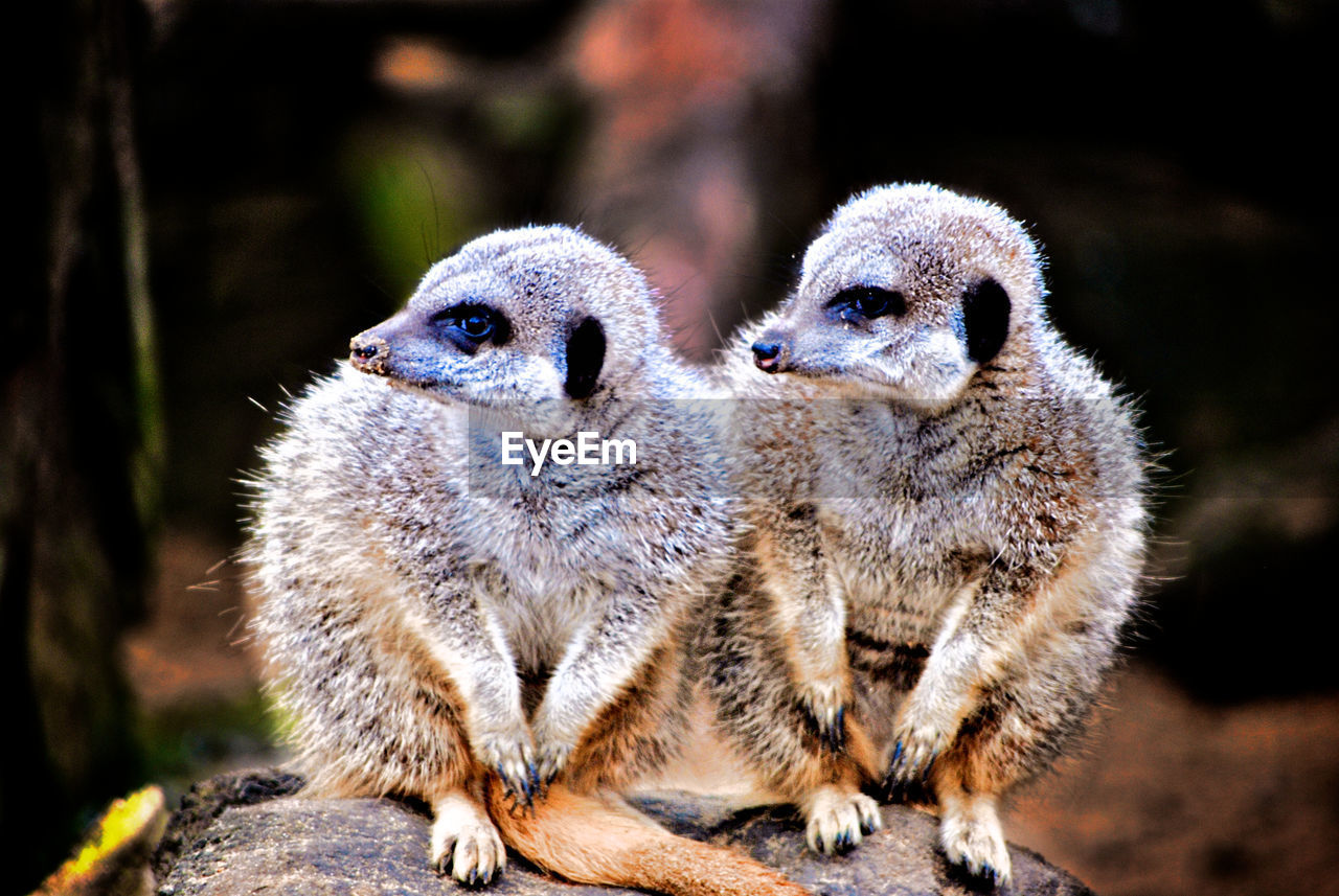 Meerkats looking away