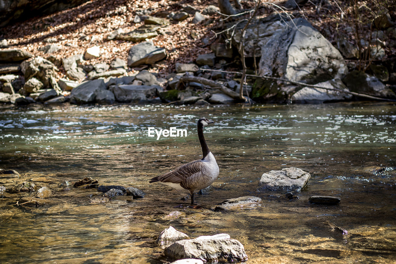 Swan swimming in lake