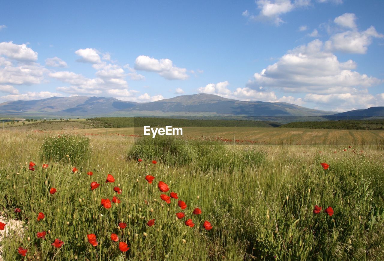 Scenic view of flowering plants on field against sky