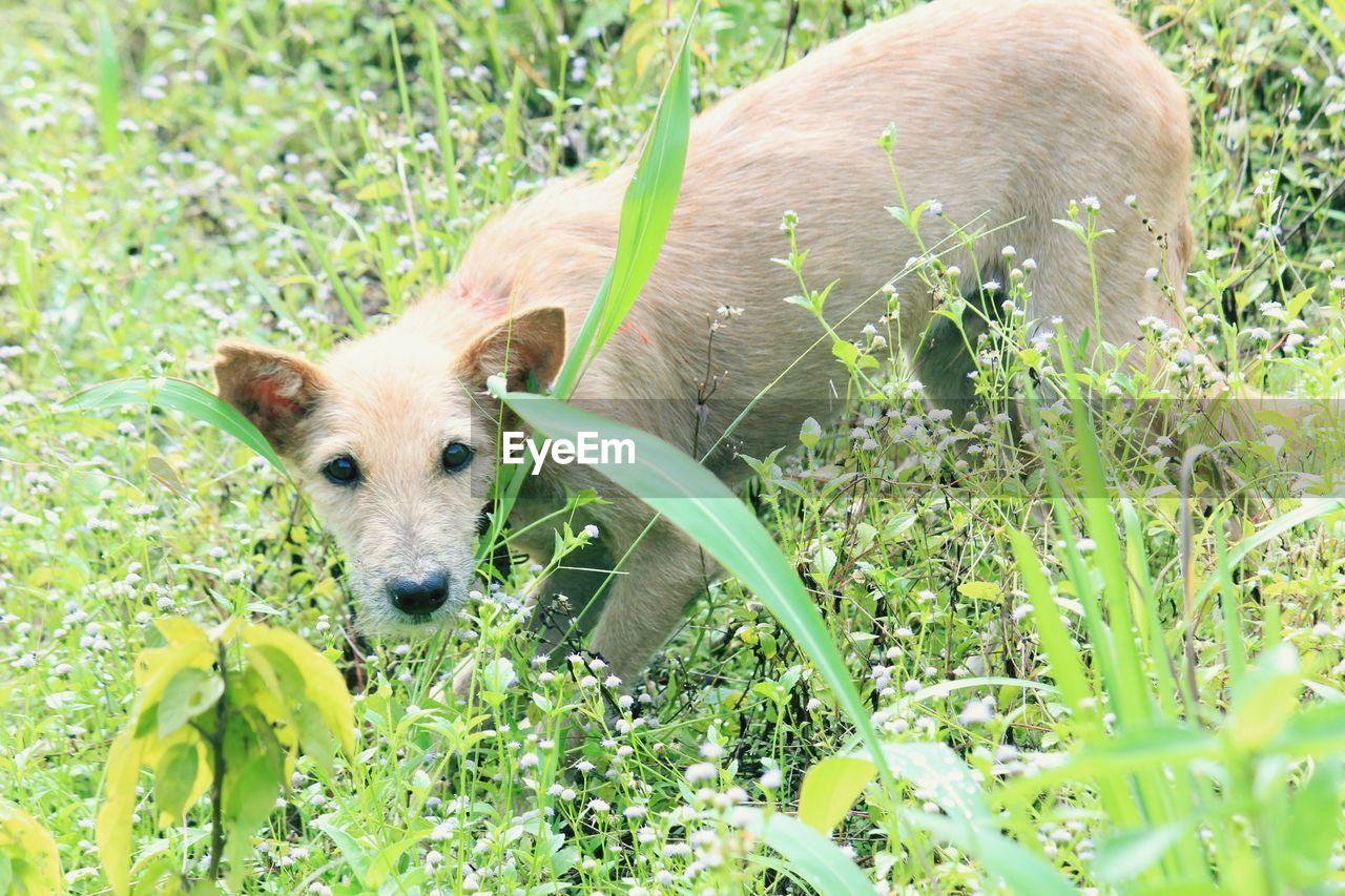 PORTRAIT OF DOG ON FIELD AMIDST PLANTS