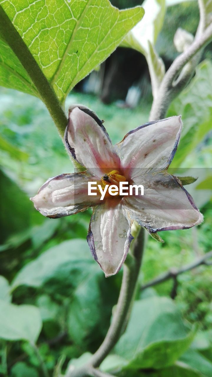 CLOSE-UP OF BUTTERFLY POLLINATING