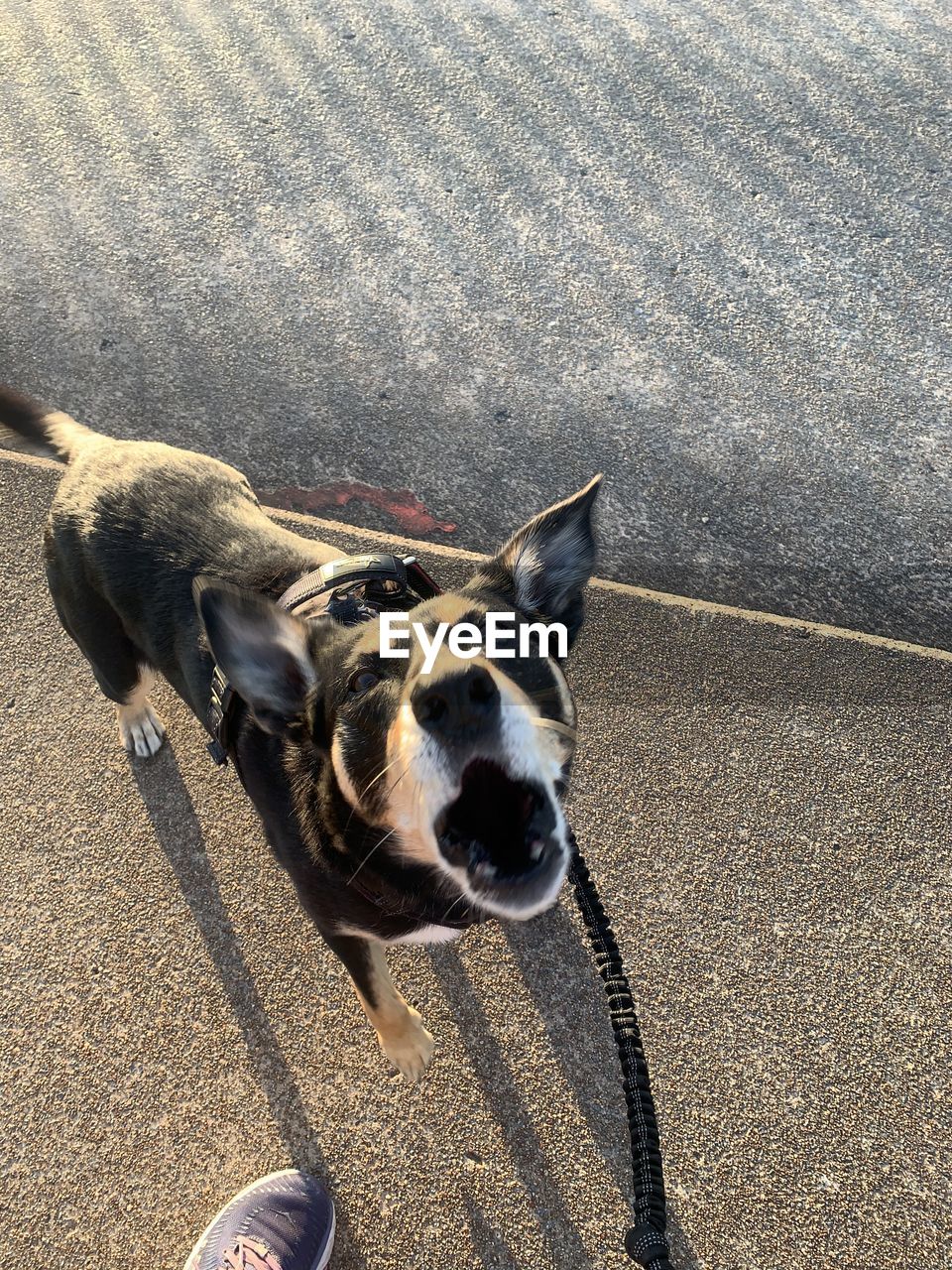 High angle portrait of dog standing on road