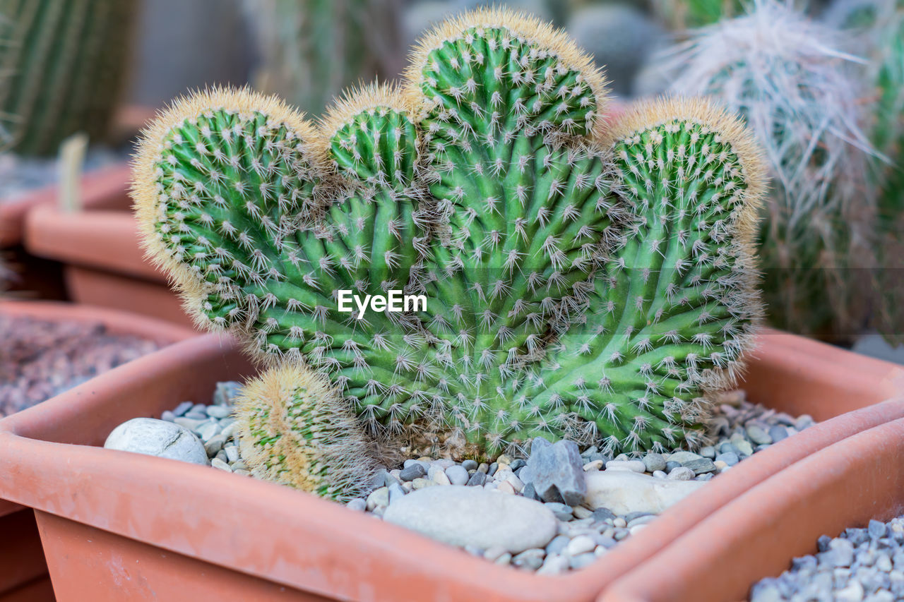 Cactus cereus peruvianus monstrosus - houseplant in earthenware pot