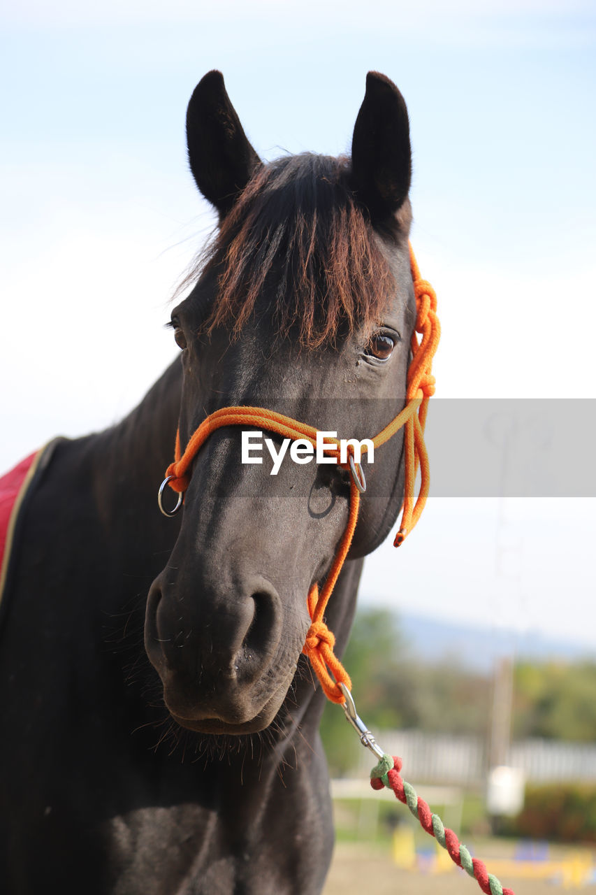 CLOSE UP OF A HORSE