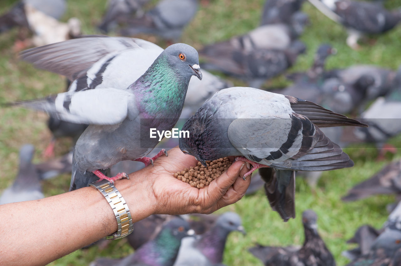CLOSE-UP OF HAND FEEDING BIRD
