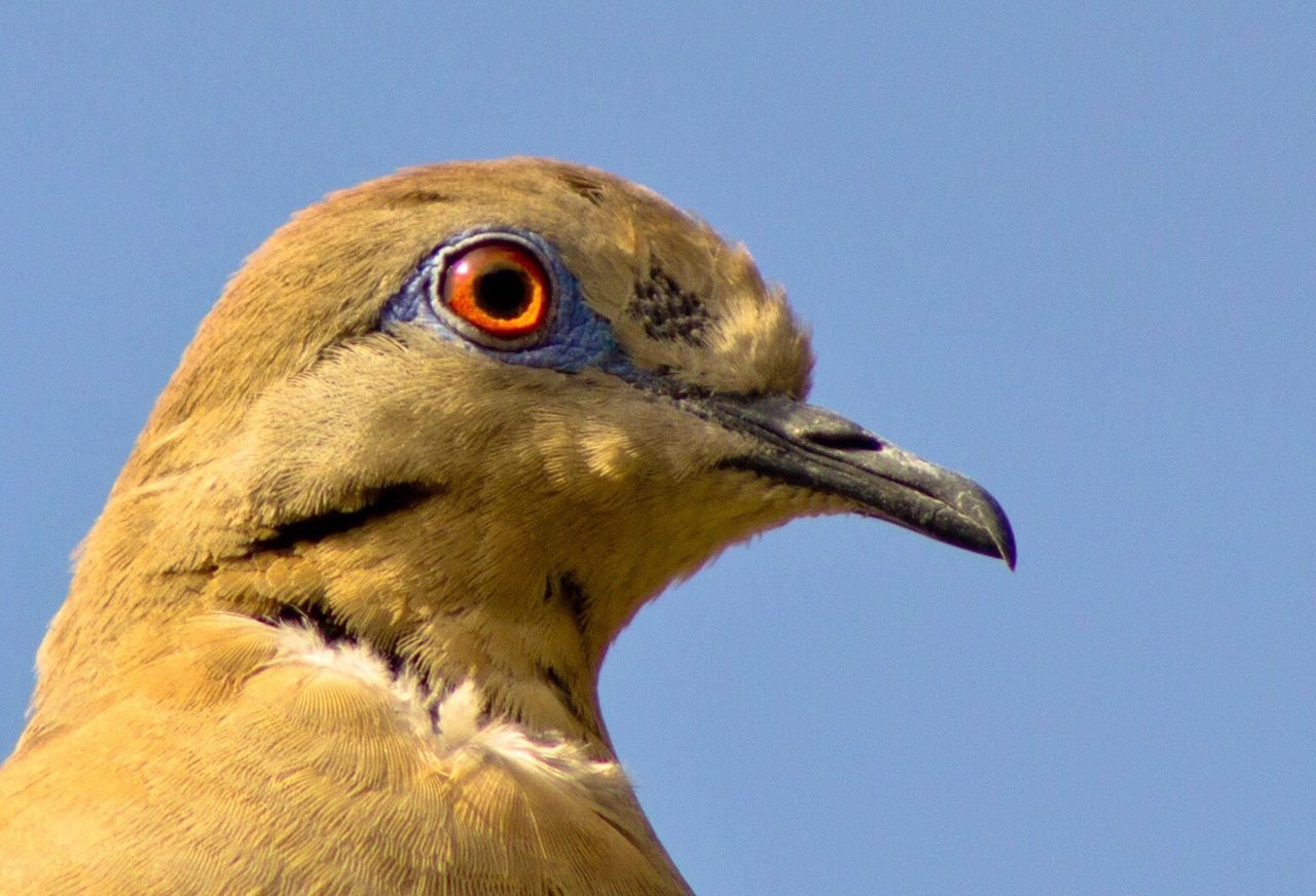 Low angle view of white winged dove against clear sky