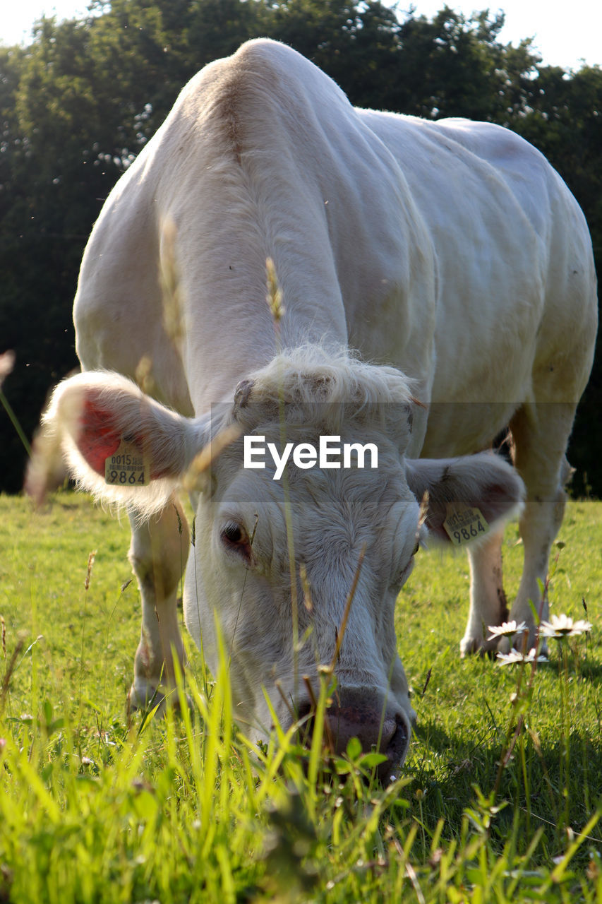 Cow grazing in a field