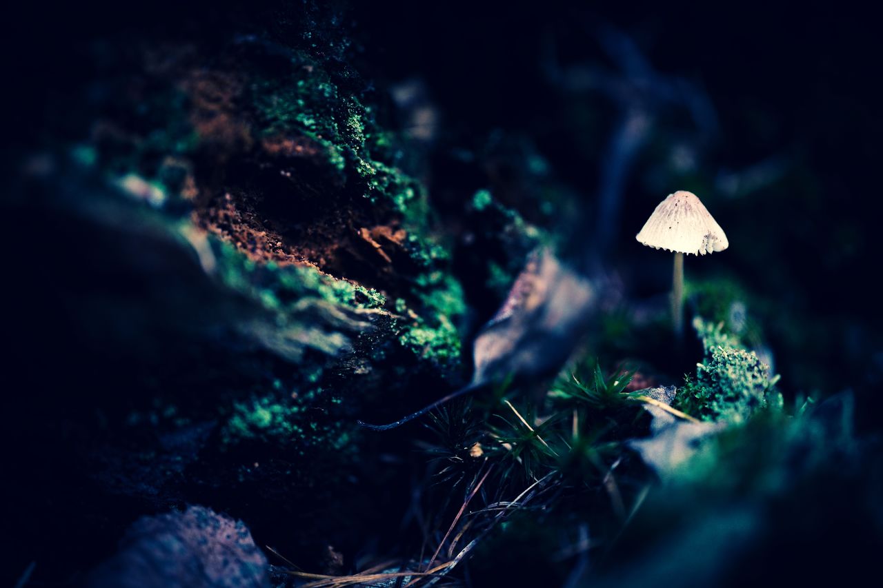 CLOSE-UP OF MUSHROOMS GROWING ON LAND