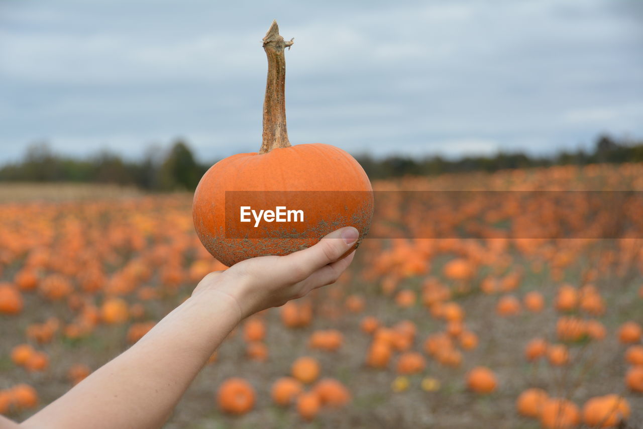 CLOSE-UP OF HAND HOLDING PUMPKIN AGAINST SKY