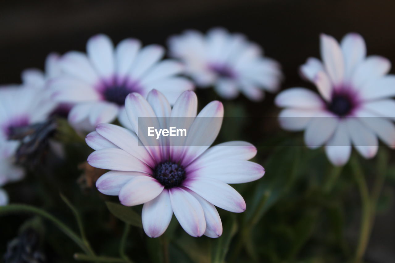 Close-up of flowers blooming outdoors