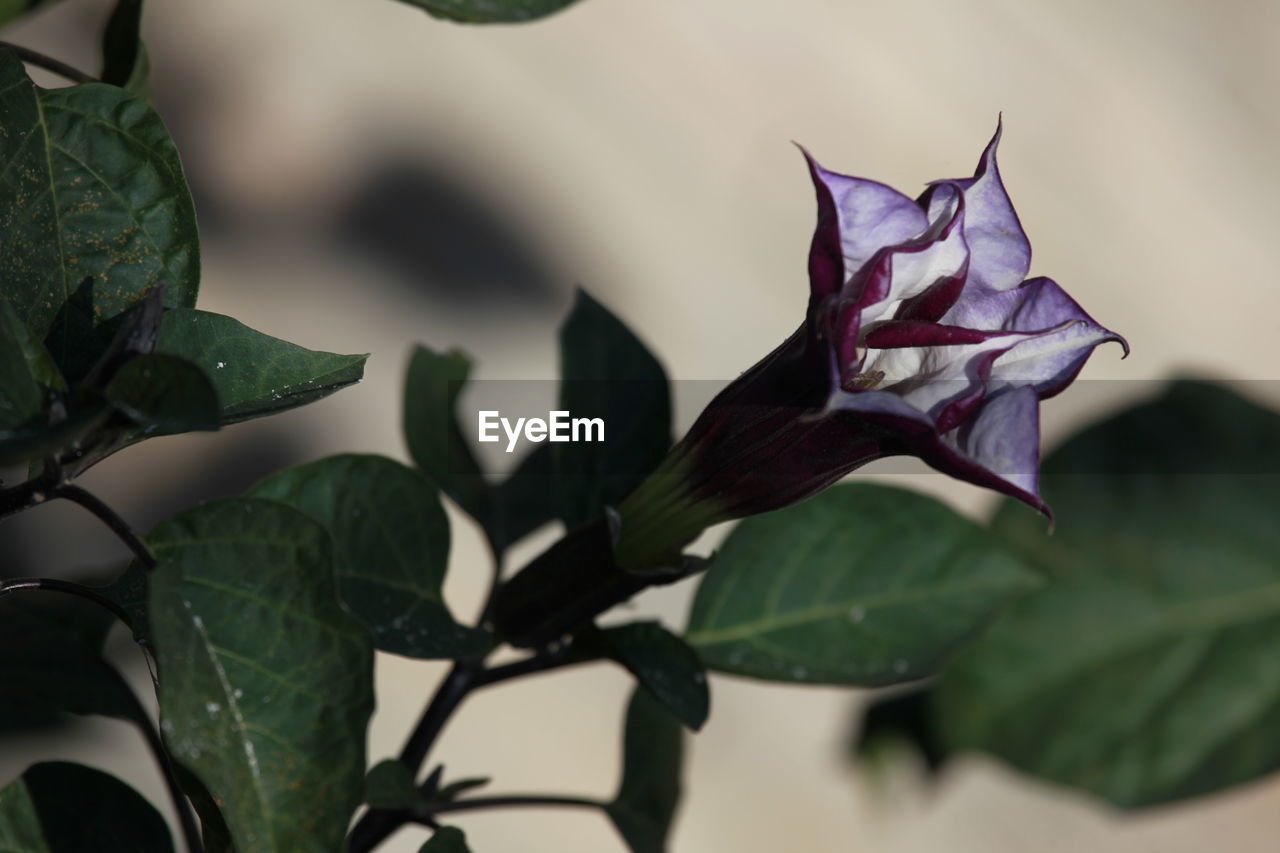 CLOSE-UP OF FLOWERS