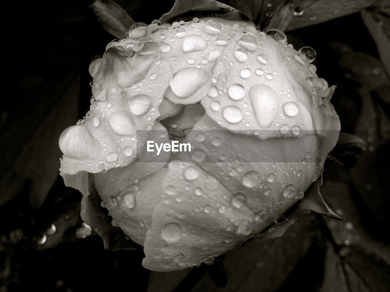 MACRO SHOT OF WATER DROPS ON FLOWER