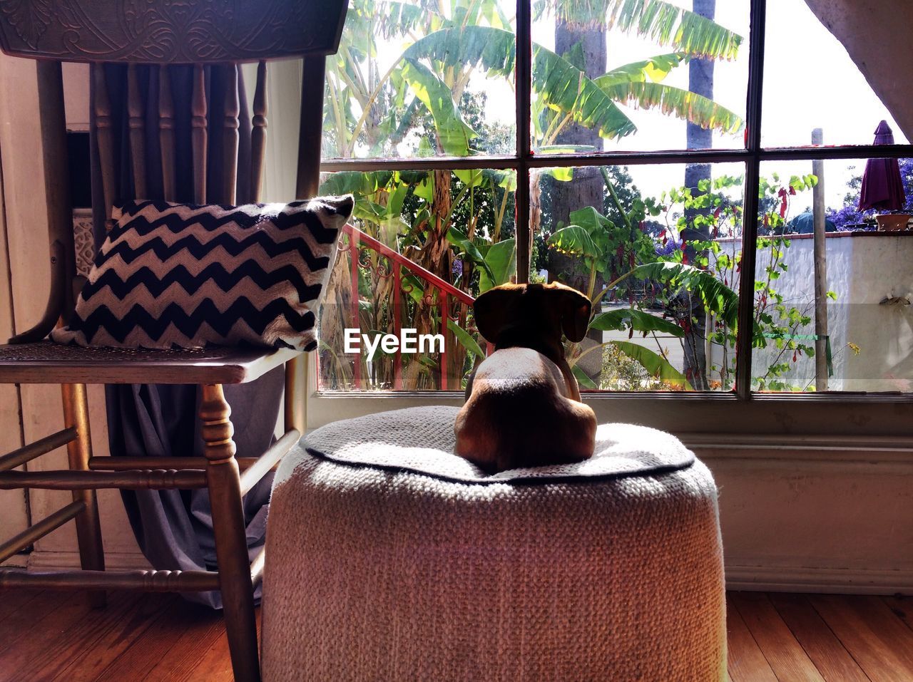 Dog sitting on ottoman seat while looking through window at home