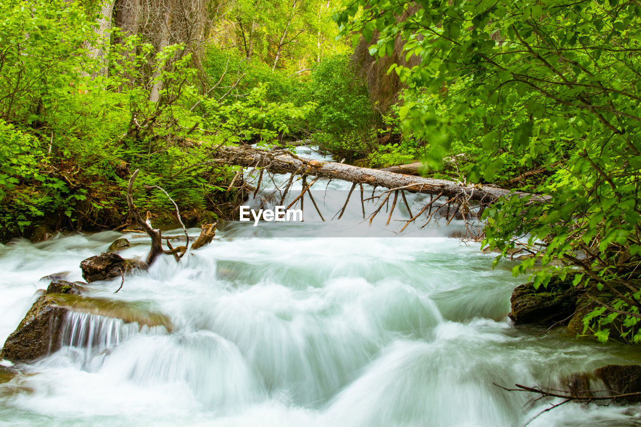 SCENIC VIEW OF WATERFALL AGAINST TREES IN FOREST