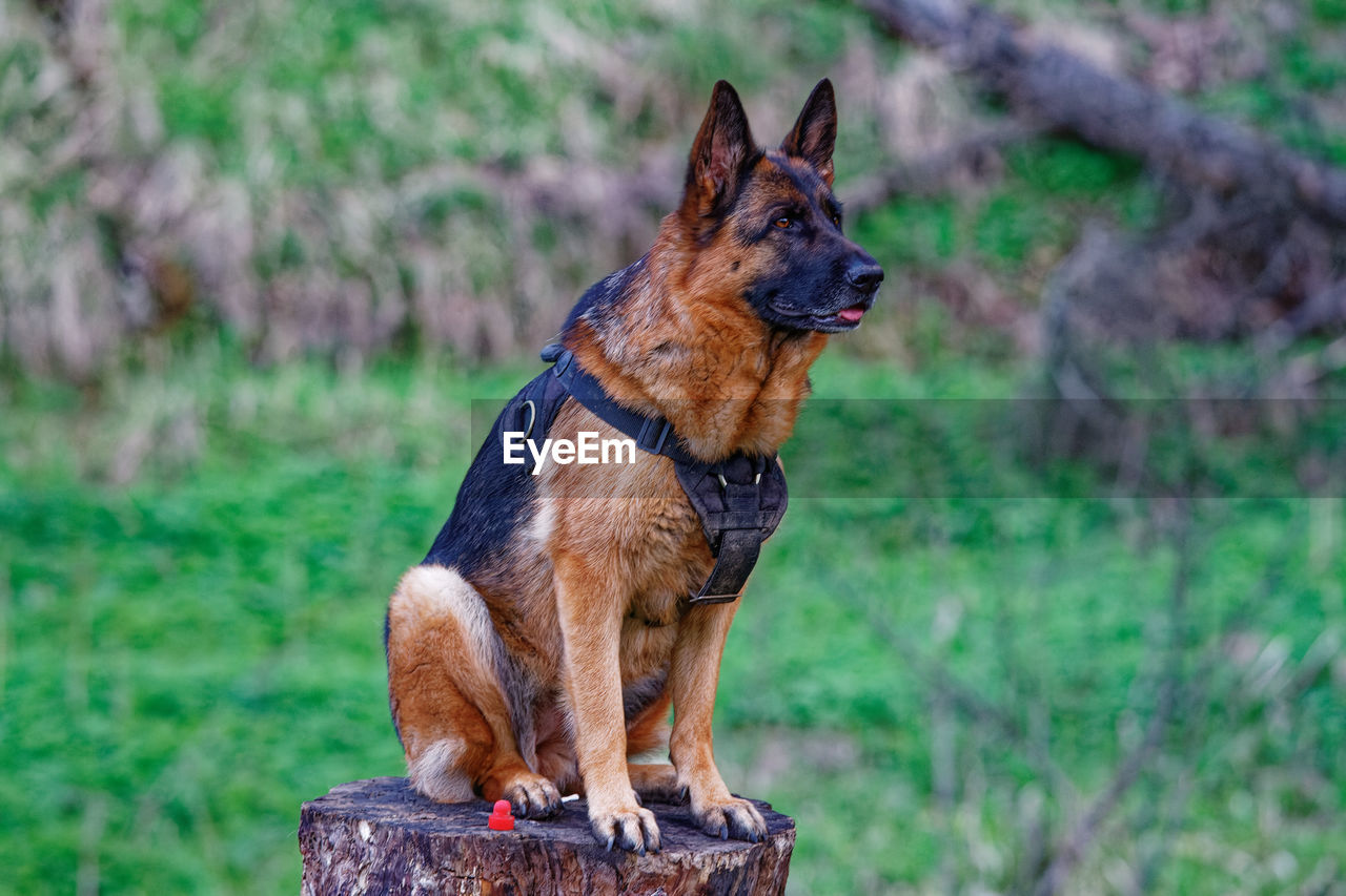 Portrait of dog on field